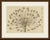 This antique botanical print from bertuch's bilderbuch shows the spectacular flower head of a brunsvigia, the candelabra...