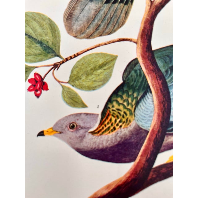 1964 Audubon Folio Lithograph Great Bird Paintings – “Band Tailed Pigeon” 17x14 For Sale - Image 9 of 10