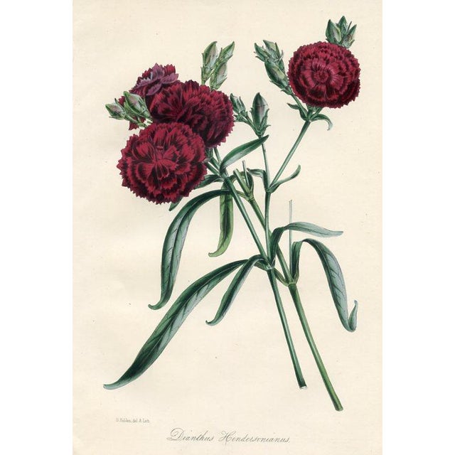 Original early 1800s hand colored botanical print that appeared in the "Magazine of Botany", a British horticultural...
