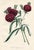 Original early 1800s hand colored botanical print that appeared in the "Magazine of Botany", a British horticultural...