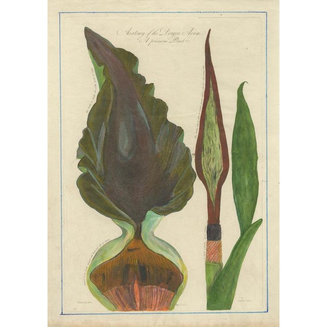 Black After Peter Henderson, Dragon Arum, Poisonous Plant, 1802, Engraving For Sale - Image 8 of 10