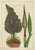 Black After Peter Henderson, Dragon Arum, Poisonous Plant, 1802, Engraving For Sale - Image 8 of 10