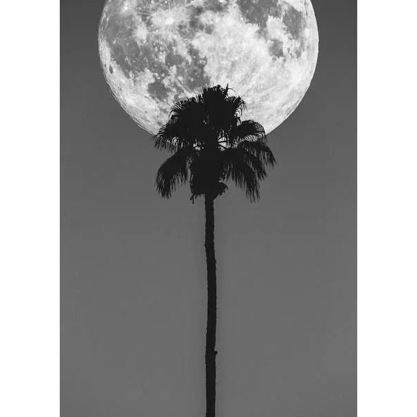 Moon, meet Palm Tree. A match made in heaven in this image by photographer Jason Mageau. Palm Springs, CA 2016. Perfect to...