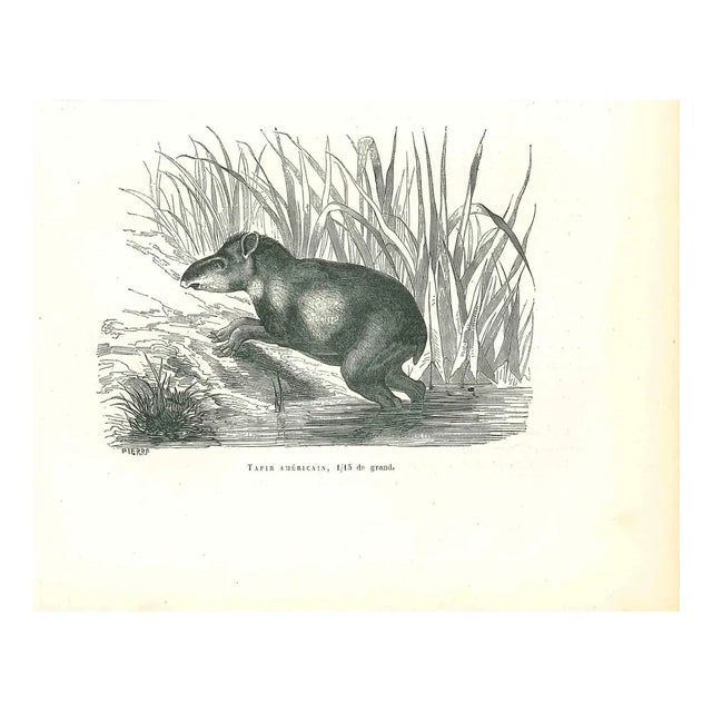 Paul Gervais, American Tapir, 1854, Lithograph For Sale
