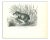 Paul Gervais, American Tapir, 1854, Lithograph For Sale
