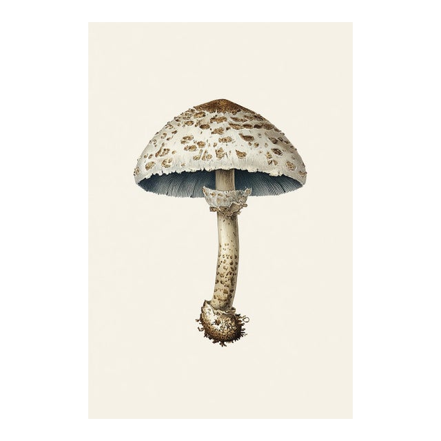 6" X 9" 'European Solitary Lepidella' or 'Amanita Echinocephala' Mushroom - Original Botanical Herbarium Watercolor & Pencil Fine Art Print For Sale