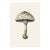 6" X 9" 'European Solitary Lepidella' or 'Amanita Echinocephala' Mushroom - Original Botanical Herbarium Watercolor & Pencil Fine Art Print For Sale