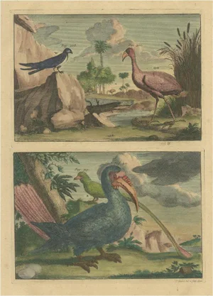 Swallow and Kingfisher and Other Birds of Indonesia, 1726, Paper