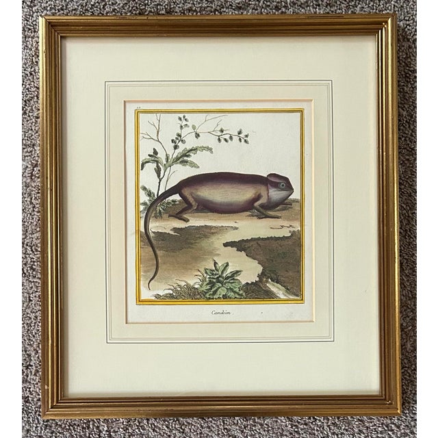 Antique original French hand colored print of a chameleon, circa 1750. Plate number 22, one of 1008 fine hand- colored...