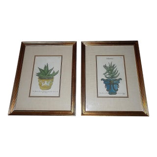 Antique 18th Century Johann Wilhelm Weinmann Folio Size Framed Hand Colored Mezzotints "Aloe Africana" - A Pair For Sale