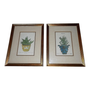 Antique 18th Century Johann Wilhelm Weinmann Folio Size Framed Hand Colored Mezzotints "Aloe Africana" - A Pair