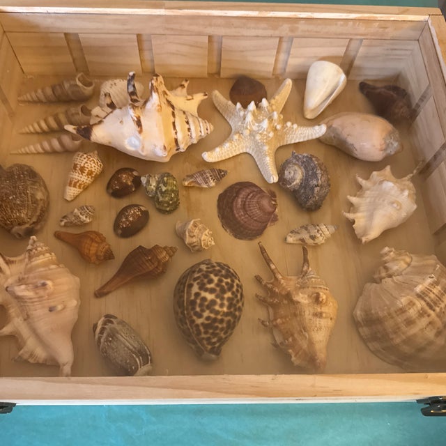 Curated Marine Specimen Collection in a Hinged Natural Wood Shadow Box Vitrine For Sale - Image 10 of 12