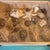 Curated Marine Specimen Collection in a Hinged Natural Wood Shadow Box Vitrine For Sale - Image 10 of 12