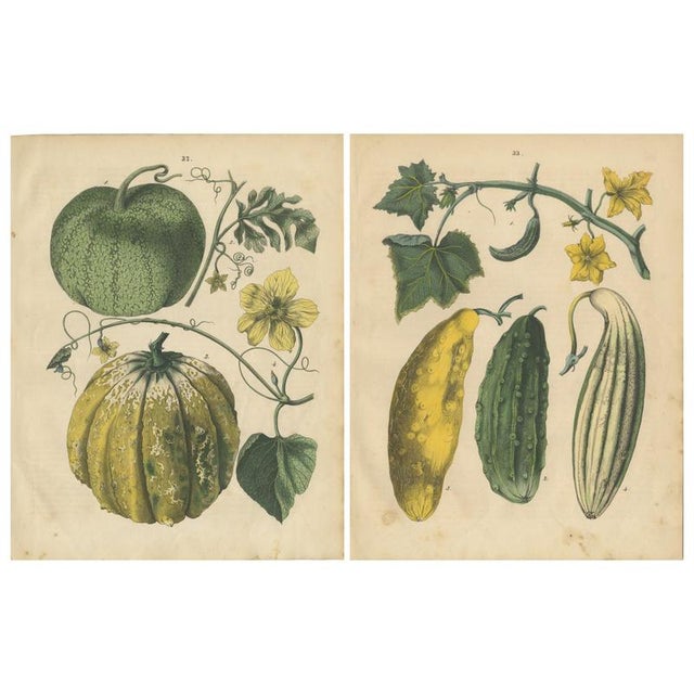 Calwer, Pumpkin and Cucumber, Garden Fruits, 1852, Prints, Set of 2 For Sale - Image 9 of 9
