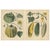 Calwer, Pumpkin and Cucumber, Garden Fruits, 1852, Prints, Set of 2 For Sale - Image 9 of 9