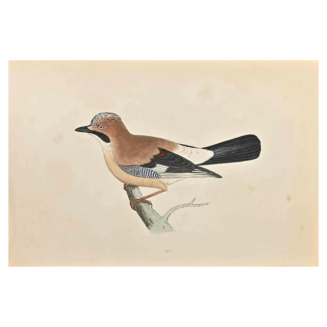 Alexander Francis Lydon, Jay, Woodcut Print, 1870 For Sale