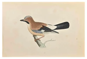 Alexander Francis Lydon, Jay, Woodcut Print, 1870