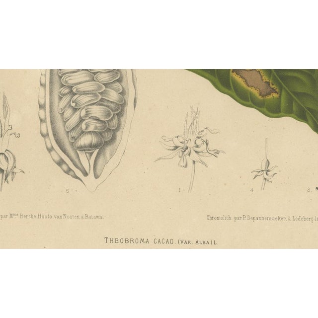 Lime Hoola van Nooten, White Cacao Botanical, 1880, Chromolithograph For Sale - Image 8 of 10