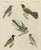 Bertuch, Five Exotic Birds, 1805, Print For Sale - Image 12 of 12