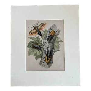 Variety of Colorful Beetles Bugs Illustrative Lithograph, C-1866