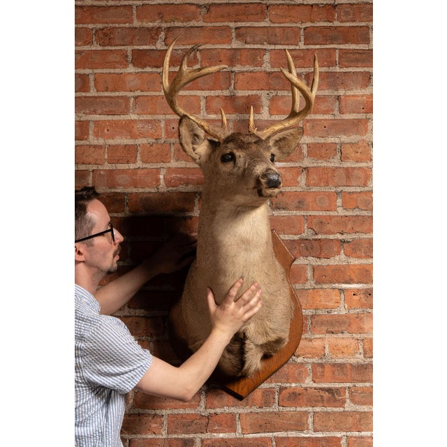 Whitetail deer buck taxidermy shoulder mount presented on a shaped oak shield-form wall plaque. The mature buck features a...