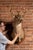 Whitetail deer buck taxidermy shoulder mount presented on a shaped oak shield-form wall plaque. The mature buck features a...