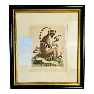 19th Century Antique Hand Colored Lemur Original Print For Sale