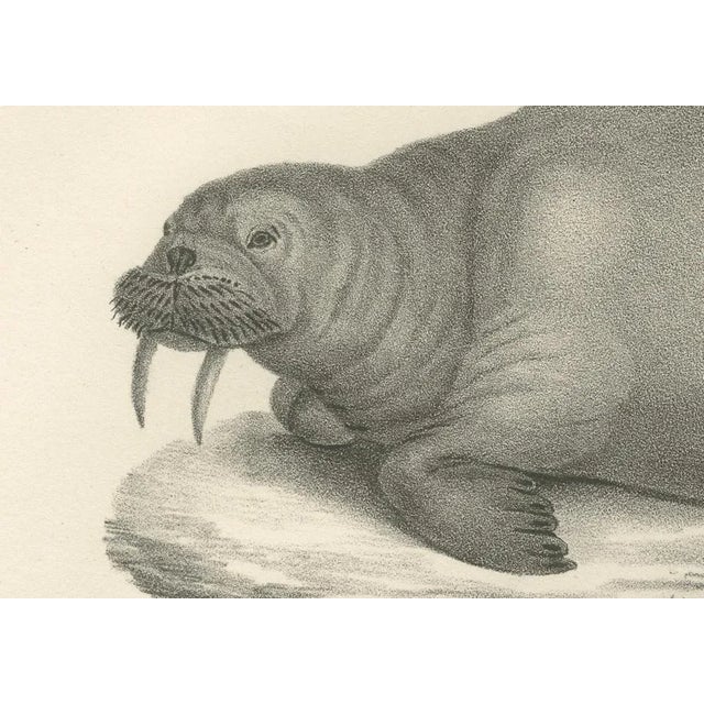 Mid 19th Century Walruses in Arctic Habitat with Calf Illustration, 1836, Paper For Sale - Image 5 of 11