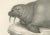 Mid 19th Century Walruses in Arctic Habitat with Calf Illustration, 1836, Paper For Sale - Image 5 of 11