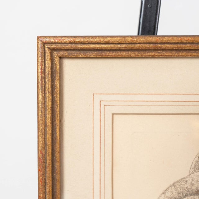 Antique Framed George Edwards original hand colored etching, Circa 1748, signed and numbered 132 Copper Plate Etching of...