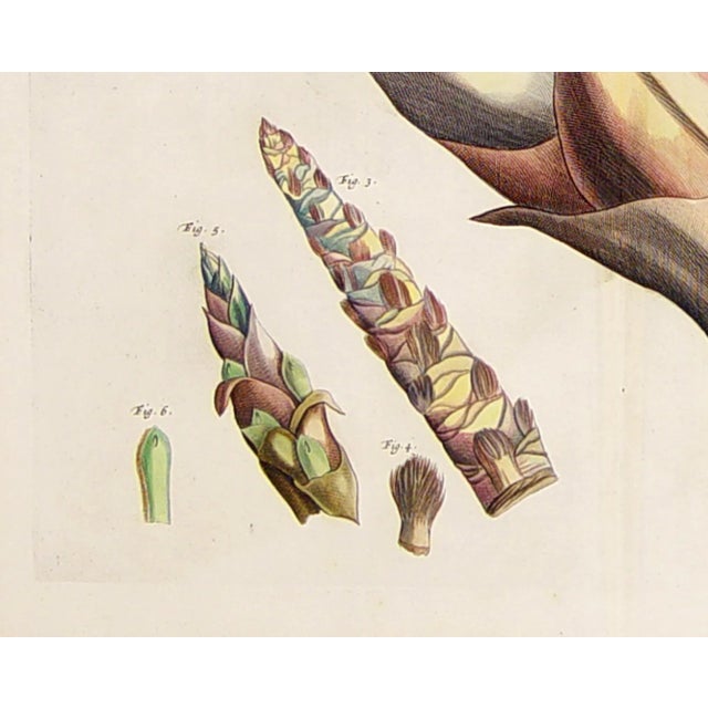 Indian 17th Century Dutch Botanical Engraving From the Malabar Coast by Hendrik Adriaan Van Rheede Tot Draakestein For Sale - Image 3 of 7