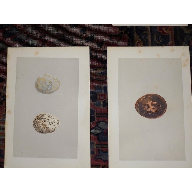 Antique 19th Century Hand Colored Birds of Prey Egg Lithographs - Set of 9 For Sale - Image 9 of 11