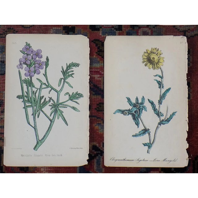 Antique 19th Century Hand Colored Botanical Lithographs - Set of 5 For Sale - Image 4 of 6