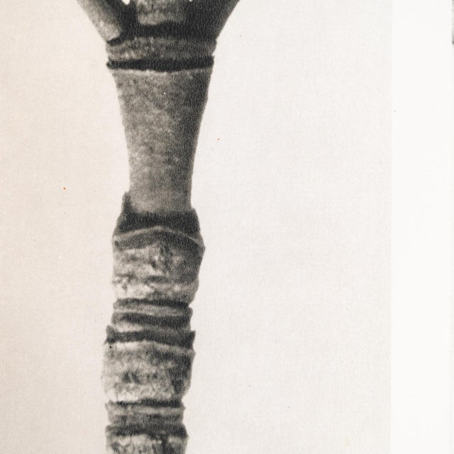 Karl Blossfeldt, Natural Grace, 1942, Photogravure, Framed For Sale - Image 4 of 10
