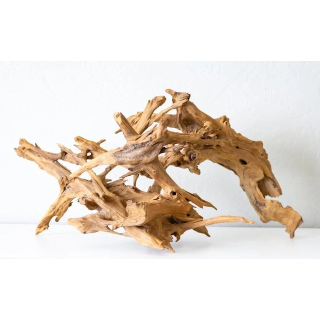 Organic Driftwood Root Ball Wood Sculpture For Sale - Image 13 of 13