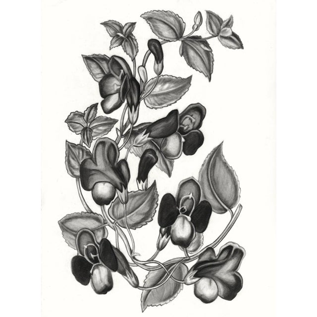 Contemporary Botanical (Torenia Asiatica Pulcherrima) Black and White Print For Sale