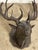 Mid-Century Modern Bronzed Tole 14-point Buck Trophy Head Wall Mount For Sale - Image 3 of 12