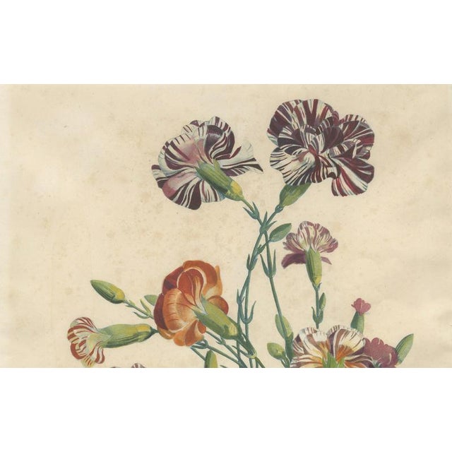 Jean-Louis Prévost, Botanical Print of Carnations, 1805, Paper For Sale - Image 4 of 9