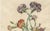 Jean-Louis Prévost, Botanical Print of Carnations, 1805, Paper For Sale - Image 4 of 9
