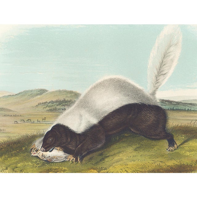 Original first edition Audubon stone lithograph from "The Viviparous Quadrupeds of North America", octavo edition, printed...