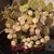 Grape Vines Bonsai Tree For Sale In Greenville, SC - Image 6 of 12