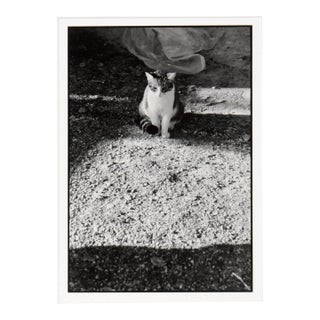 Cat in the Shadows - Black and White Photo by Carmel Artist Peter McArthur For Sale