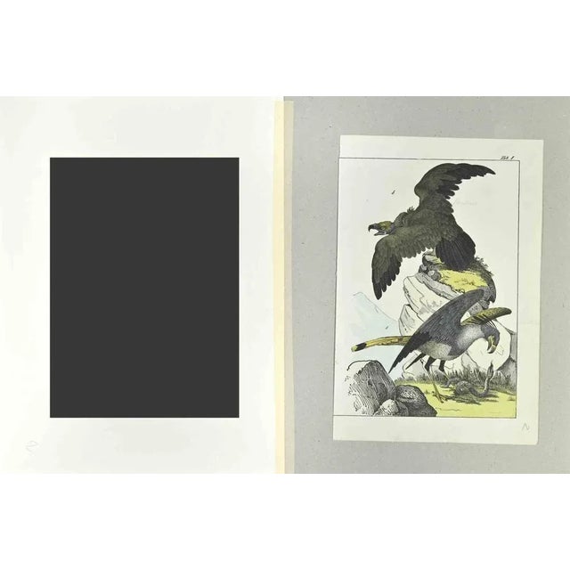 Eagles is an etching hand colored realized by Gotthilf Heinrich von Schubert - Johann Friedrich Naumann, Illustration from...