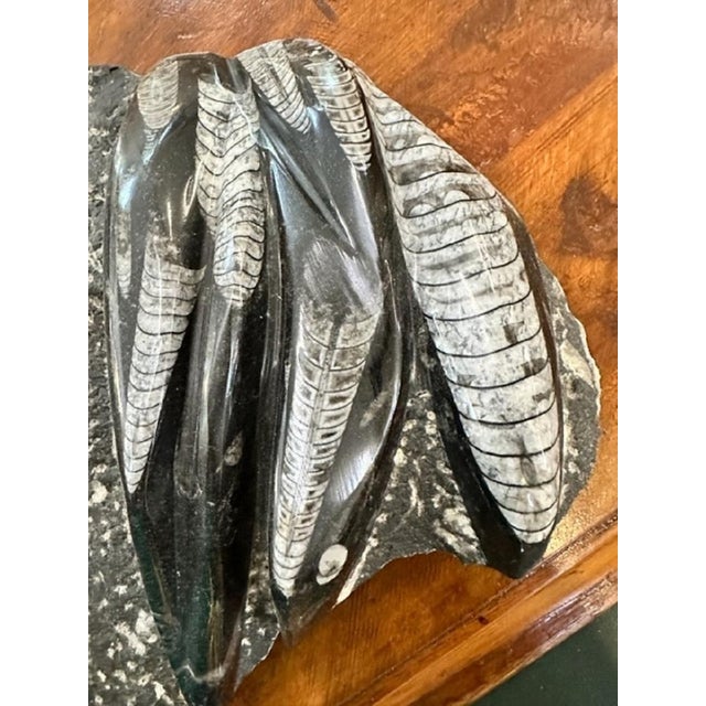 Unique, Rare and Authentic Fossil of Orthoceras. Orthoceras are squid-like marine cephalopods over 354 million years old....