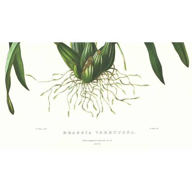 Realism Large 1973 Orchid Flower Lithograph "Brassia Verrucosa" (Warty-Lipped Brassia) After James Bateman For Sale - Image 3 of 7
