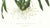 Realism Large 1973 Orchid Flower Lithograph "Brassia Verrucosa" (Warty-Lipped Brassia) After James Bateman For Sale - Image 3 of 7