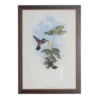 19th Century Bird Print - One of 24 For Sale