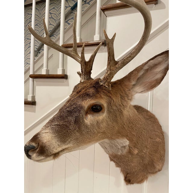 Vintage Taxidermy Deer Head Mount For Sale - Image 4 of 10