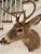 Vintage Taxidermy Deer Head Mount For Sale - Image 4 of 10