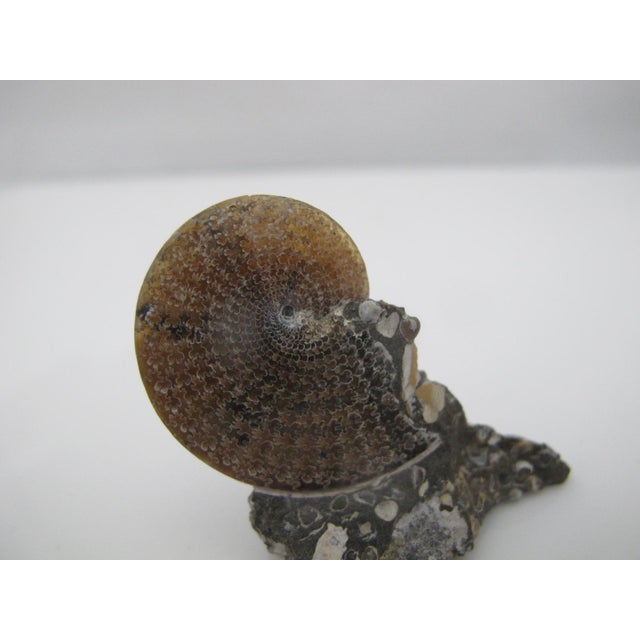 Brown Genuine Nautilus Fossil Shell Ammonite South Dakota Fox Hills Formation Scaphite For Sale - Image 8 of 10